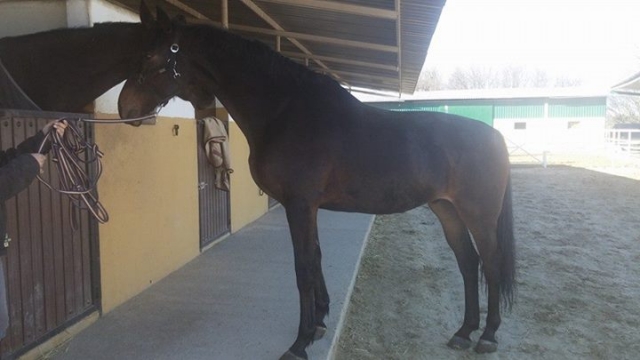  L'amicizia tra cavalli 